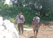 Bhabinkamtibmas Desa Pekat Pantau Panen Jagung, Perkuat Ketahanan Pangan Nasional