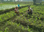 Bhabinkamtibmas Desa Kerumut Sambangi Petani Jagung di Dusun Dasan Lendang