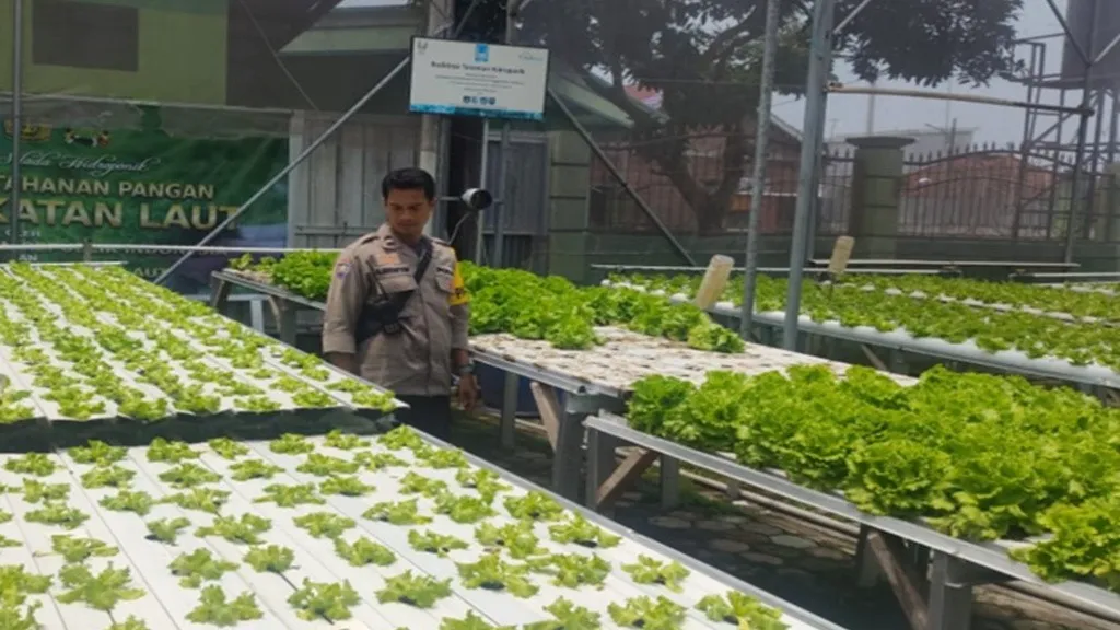 Lahan Sempit Jadi Cuan, Warga Desa Bengkel Sulap Pekarangan Jadi Kebun Hidroponik Produktif