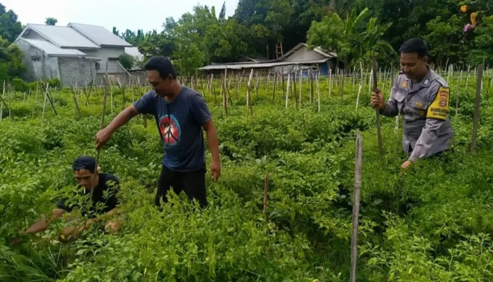 Polsek Labuapi Perkuat Ketahanan Pangan di Desa Perampuan