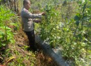 Bhabinkamtibmas Desa Masbagik Utara Kontrol Petani dalam Rangka Ketahanan Pangan