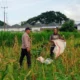 Sinergi Polri dan Petani: Strategi Polsek Labuapi Perkuat Ketahanan Pangan di Desa Karang Bongkot
