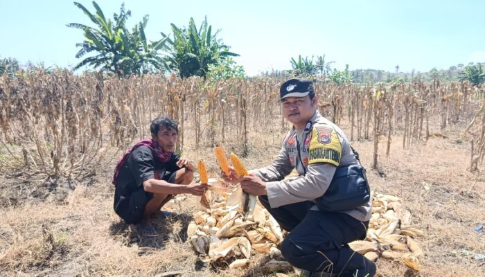 Bhabinkamtibmas Desa Kwang Rundun Monitoring Panen Jagung Warga di Tabuan