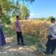 Polres Lombok Tengah Dukung Ketahanan Pangan, Bhabinkamtibmas Terjun Langsung Cek Lahan Jagung Warga