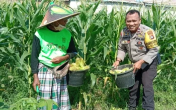 Bhabinkamtibmas Bagik Polak Barat Terjun ke Dusun Jogot, Motivasi Petani Jagung Perkuat Stok Pangan