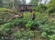 Bhabinkamtibmas Desa Setuta Ajak Warga Manfaatkan Pekarangan Rumah untuk Ketahanan Pangan