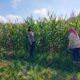 Kapolsek Selong Cek Lokasi Panen Jagung, Dorong Persiapan Panen Raya di Lombok Timur