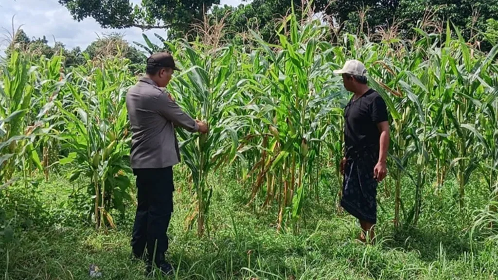 Bhabinkamtibmas Karang Bongkot Intensifkan Pendampingan Sektor Pertanian Guna Percepat Swasembada Pangan