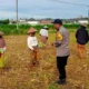 Komitmen Kuat Polres Lombok Barat: Dampingi Petani dari Tanam hingga Panen Guna Wujudkan Kedaulatan Pangan