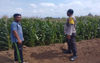 Sinergi Polri dan Petani: Bhabinkamtibmas Desa Gapuk Akselerasi Program Ketahanan Pangan Nasional