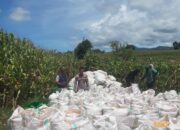 Bhabinkamtibmas Desa Nusa Jaya Dampingi Petani Panen Jagung, Dukung Ketahanan Pangan Nasional