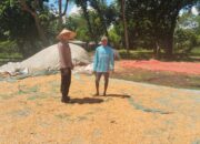 POLSEK WOJA LAKUKAN PEMANTAUAN PANEN JAGUNG, DUKUNG KETAHANAN PANGAN NASIONAL MENUJU INDONESIA EMAS 2045