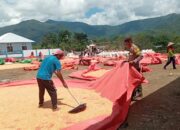 Dampingi Petani Jagung di Desa Binaannya, Bhabinkamtibmas Polsek Woha Dukung Penuh Program Ketahanan Pangan Nasional