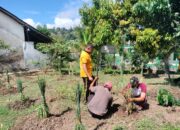 Polsek Wawo Manfaatkan Lahan Kosong untuk Penanaman Hortikultura P2L