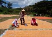 Polisi Dekat dengan Rakyat, Bhabinkamtibmas Nungga Dampingi Panen Jagung