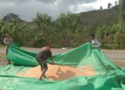 Bhabinkamtibmas Polsek Woja Pantau Panen Jagung Warga, Dukung Ketahanan Pangan Nasional