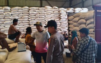 Distribusi Jagung Sekotong ke Gudang Bulog Bengkel Aman