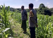 Sinergi Bhabinkamtibmas dan Petani di Kuripan: Dorong Optimalisasi Panen Jagung dan Distribusi ke Bulog