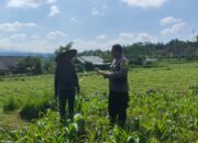 Polres Lombok Tengah Dukung Ketahanan Pangan, Bhabinkamtibmas Terjun Langsung Cek Lahan Jagung Warga
