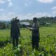 Polres Lombok Tengah Dukung Ketahanan Pangan, Bhabinkamtibmas Terjun Langsung Cek Lahan Jagung Warga