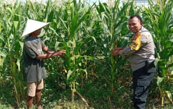 Polri Dukung Ketahanan Pangan Melalui Pendampingan Petani