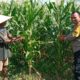 Wujudkan Kemandirian Pangan, Kapolsek Labuapi Instruksikan Personel Jadi Motivator Petani di Tengah Sawah