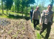 Kapolsek Sakra Monitoring Lahan Jagung di Desa Sakra, Berikan Edukasi Perawatan Tanaman kepada Petani