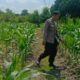 Ubah Lahan Tidur Jadi Pekarangan Bergizi, Cara Polisi Perampuan Perkuat Kedaulatan Pangan Masyarakat