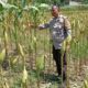 Polsek Labuapi Kawal Petani Jagung Lombok Barat Hadapi Panen