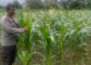 Polri Kawal Kemandirian Pangan Nasional di Desa Bagik Polak