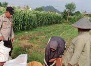Bhabinkamtibmas Desa Karang Bongkot Kawal Swasembada Pangan di Labuapi