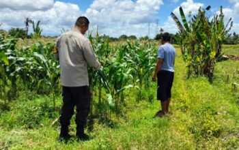 Labuapi, Lombok Barat - Upaya memperkuat kedaulatan pangan nasional kini terus digalakkan hingga ke tingkat desa. Di wilayah sektor pertanian Lombok Barat, aparat kepolisian mengambil peran aktif sebagai motor penggerak masyarakat dalam mengoptimalkan potensi agraris lokal. Langkah nyata ini terlihat dari personel Bhabinkamtibmas Desa Labuapi yang turun langsung ke lapangan. Mereka menyambangi serta memotivasi para warga dan petani di wilayah binaannya. Kegiatan yang berlangsung pada Rabu, 20 Mei 2026, menjadi momentum penting dalam mengedukasi masyarakat mengenai pentingnya kemandirian pangan. Pihak kepolisian mendorong warga untuk tidak membiarkan lahan pekarangan sekitar rumah menganggur. Mereka mengajak masyarakat mengubahnya menjadi area produktif yang mampu menghasilkan tanaman pangan bergizi. Edukasi Humanis untuk Memajukan Pertanian Lombok Barat Dalam peninjauan tersebut, petugas Bhabinkamtibmas yang mengenakan seragam dinas lengkap tampak mendatangi langsung area bercocok tanam warga. Suasana dialogis dan humanis tercipta di tengah perkebunan jagung yang sedang tumbuh subur. Kehadiran aparat di tengah-tengah petani ini bukan sekadar kunjungan biasa. Langkah ini merupakan sebuah strategi untuk memberikan motivasi sekaligus menyosialisasikan program strategis pemerintah pusat terkait ketahanan pangan nasional. Kapolres Lombok Barat, Polda NTB, AKBP Yasmara Harahap, S.I.K., M.Si., melalui Kapolsek Labuapi, Ipda Selamet Riadi, S.H., M.H., menegaskan sebuah hal penting. Beliau menyatakan bahwa peran kepolisian saat ini juga mencakup aspek pendampingan kesejahteraan masyarakat. Sektor pertanian Lombok Barat menjadi salah satu fokus utama yang perlu mendapat perhatian khusus agar stabilitas pangan di tingkat daerah tetap terjaga dengan baik. "Kami menginstruksikan seluruh personel, khususnya Bhabinkamtibmas, untuk menjadi pelopor di desa binaan masing-masing. Kehadiran anggota di lapangan adalah untuk meyakinkan masyarakat bahwa pemanfaatan sekecil apa pun lahan yang mereka miliki akan berdampak besar bagi ketahanan pangan keluarga dan nasional," ujar Ipda Selamet Riadi saat memberikan keterangan resminya. Mengubah Lahan Tidur Menjadi Sumber Gizi Keluarga Melalui edukasi secara langsung di lapangan, pihak kepolisian mengajak warga untuk lebih produktif dalam mengelola lingkungan sekitar. Salah satu fokus utamanya adalah mengubah lahan pekarangan rumah yang tidak terpakai atau lahan tidur menjadi sumber pangan mandiri. Tanaman cepat panen seperti sayur-sayuran, umbi-umbian, dan jagung yang sangat cocok untuk membudidayakannya di area pekarangan karena perawatannya yang relatif mudah. Langkah pemanfaatan lahan ini sehingga tidak hanya mampu memperkuat kedaulatan pangan di tingkat desa. Upaya ini juga dapat membantu memenuhi kebutuhan gizi keluarga secara berkelanjutan. Dengan memproduksi bahan pangan sendiri, masyarakat secara otomatis dapat menekan pengeluaran belanja rumah tangga. Mereka juga dapat memastikan kualitas nutrisi yang dikonsumsi oleh keluarga terjamin dengan baik. Komitmen Pendampingan Berkelanjutan untuk Kemajuan Pertanian Lombok Barat Seluruh rangkaian kegiatan sambang warga ini berjalan dengan aman, tertib, dan lancar. Kehadiran petugas Bhabinkamtibmas mendapatkan respons yang sangat positif dari warga setempat. Banyak di antara petani dan pemilik lahan yang menyatakan komitmennya. Mereka siap terus mengoptimalkan lahan secara maksimal setelah mendapatkan arahan dan motivasi dari petugas. Pihak Kepolisian Sektor Labuapi menegaskan bahwa kegiatan ini tidak akan berhenti sampai di sini saja. Pihak kepolisian berkomitmen akan terus melakukan pengawalan serta memberikan pendampingan secara konsisten kepada para petani setempat. Melalui sinergi yang kuat antara kepolisian, pemerintah desa, dan elemen masyarakat, diharapkan Kecamatan Labuapi dapat berkembang pesat. Wilayah ini ditargetkan menjadi salah satu daerah percontohan dalam menciptakan ketahanan pangan yang tangguh, mandiri, dan berkelanjutan di sektor pertanian Lombok Barat.