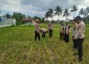 Waka Polres Lombok Tengah Mengecek Lahan Jagung di Dusun Arjangka Kecamatan Pringgarata