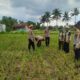 Waka Polres Lombok Tengah Mengecek Lahan Jagung di Dusun Arjangka Kecamatan Pringgarata