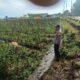 Bhabinkamtibmas Desa Tarusa Pantau Ketahanan Pangan Palawija di Pekarangan Warga