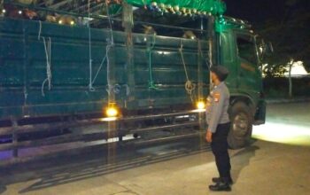Pengiriman Ternak Sapi di Pelabuhan Lembar Berjalan Lancar