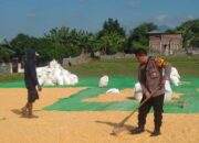 Bhabinkamtibmas Desa Banggo Dampingi Petani Jagung, Dukung Ketahanan Pangan Nasional