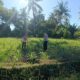 Dukung Ketahanan Pangan Nasional, Bhabinkamtibmas Desa Tarusa Pantau Penanaman Jagung Hibrida