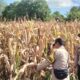 Polres Bima Kota Laksanakan Pengecekan Lahan Jagung Menjelang Panen Raya Kuartal II Tahun 2026