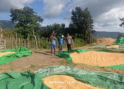 BHABINKAMTIBMAS DESA ADU POLSEK HU’U LAKUKAN PEMANTAUAN HASIL PANEN JAGUNG WARGA