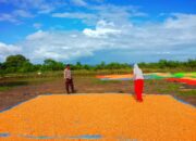 DUKUNG SWASEMBADA PANGAN, BHABINKAMTIBMAS DESA DOROPETI BERIKAN MOTIVASI KEPADA PETANI