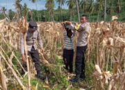 Polsek Sekotong Kawal Panen Jagung di Batu Putih