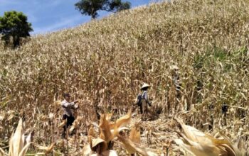 Polsek Sekotong Kawal Panen Raya Jagung di Buwun Mas