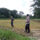 Personel Polsek Terara Cek Tanaman Jagung di Dusun Jeruk Desa Rarang Selatan