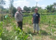 Turun Langsung ke Sawah, Cara Polres Lombok Barat Perkuat Ketahanan Pangan Nasional
