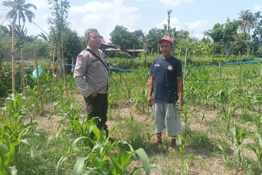 Turun Langsung ke Sawah, Cara Polres Lombok Barat Perkuat Ketahanan Pangan Nasional