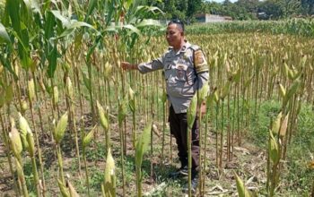 Sinergi Polsek Labuapi dan Petani Lombok Barat Jaga Stabilitas Pangan
