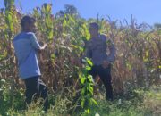 Dukung Ketahanan Pangan, Bhabinkamtibmas Desa Tatebal Dampingi Petani Optimalkan Lahan Produktif