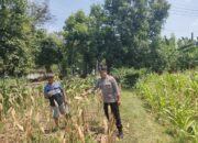 Polri Dukung Astacita, Polsek Rengel Polres Tuban Turun Cek Tanaman Jagung Warga di Desa Punggulrejo
