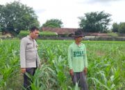 Polsek Plumpang Polres Tuban Turun Langsung Cek Tanaman Jagung Warga